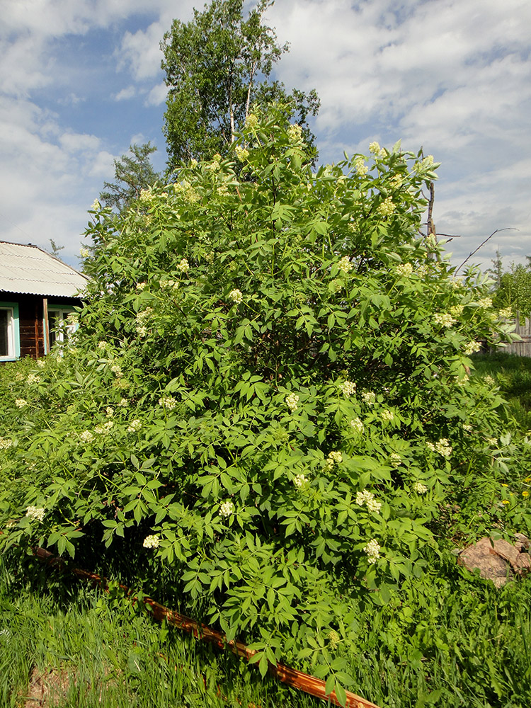 Image of Sambucus manshurica specimen.