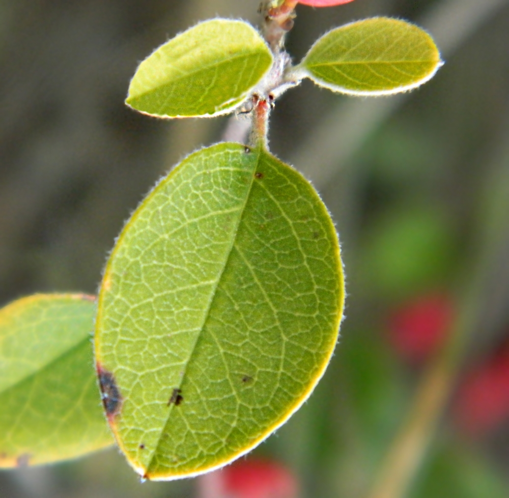 Изображение особи Cotoneaster integerrimus.