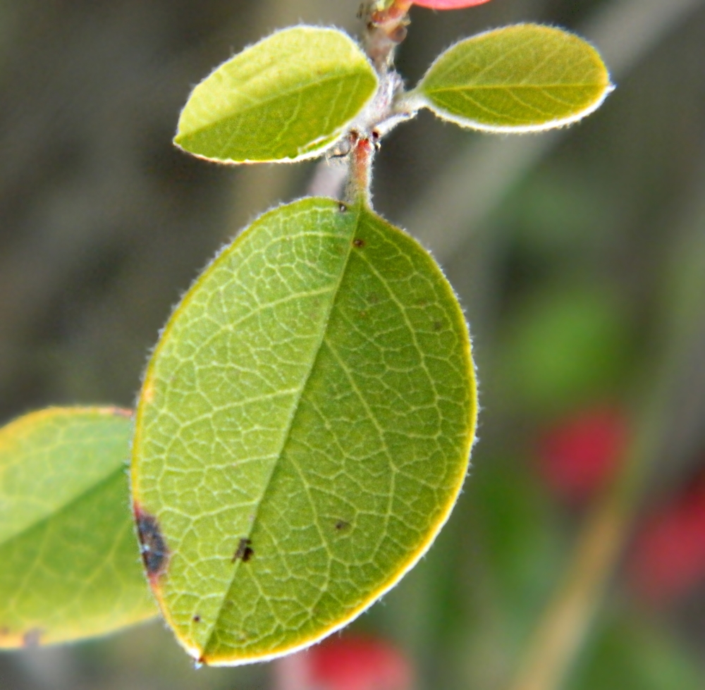 Image of Cotoneaster integerrimus specimen.