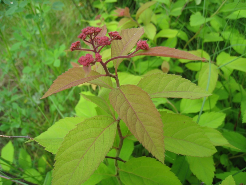 Image of Spiraea japonica specimen.