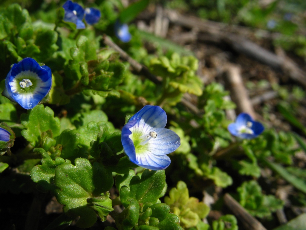 Image of Veronica polita specimen.