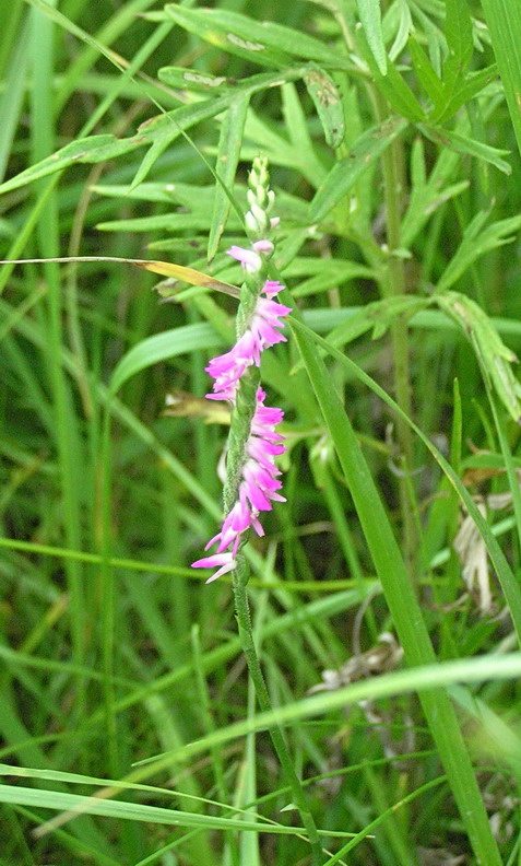 Image of Spiranthes australis specimen.