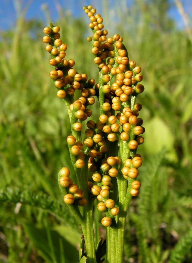 Image of Botrychium lanceolatum specimen.