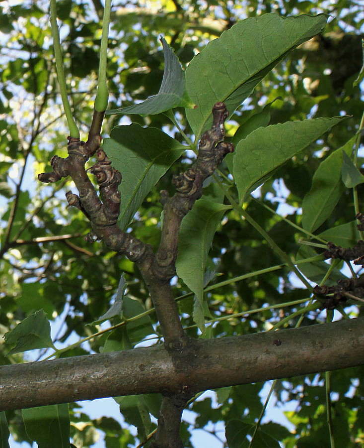 Изображение особи Phellodendron sachalinense.