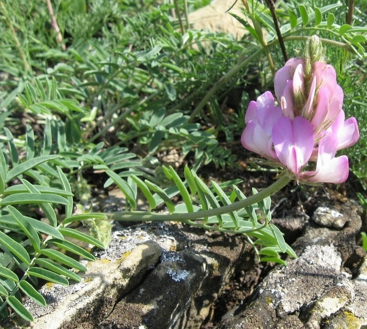 Image of Hedysarum gmelinii specimen.