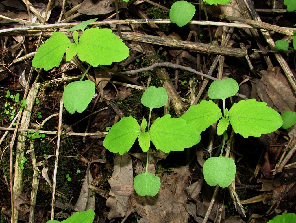 Image of Impatiens noli-tangere specimen.