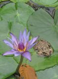 Nymphaea nouchali variety caerulea