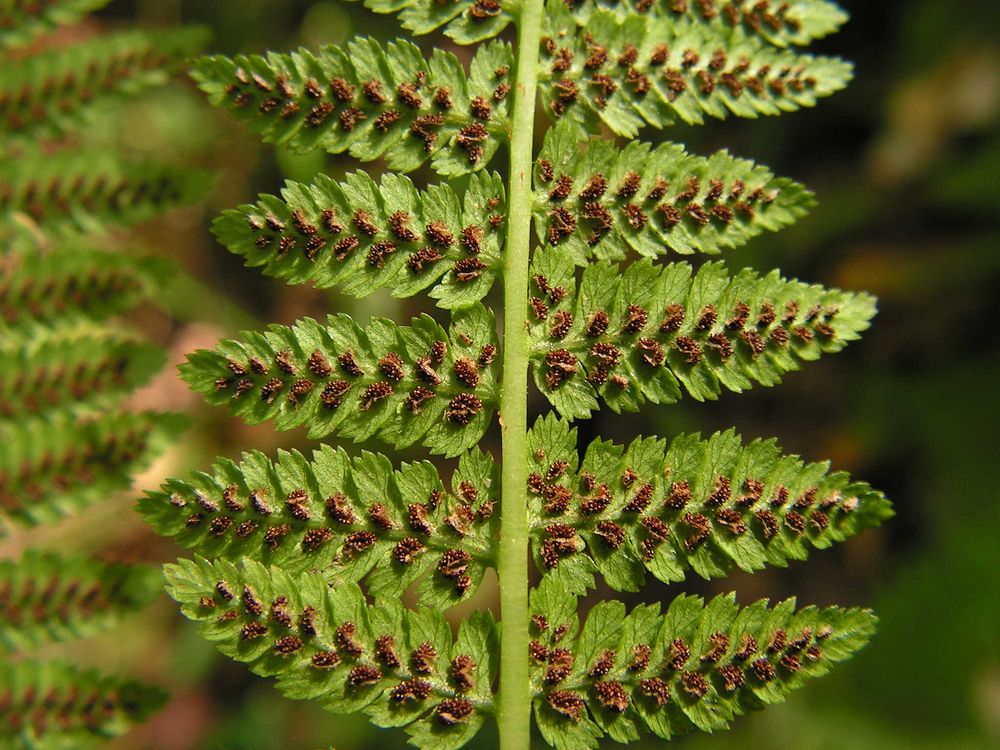 Изображение особи Athyrium monomachii.