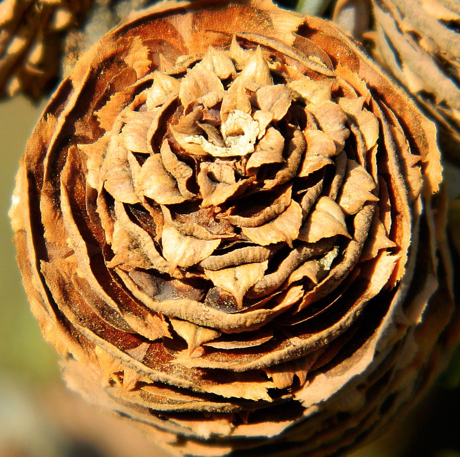 Image of Abies koreana specimen.