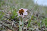 Fritillaria rugillosa