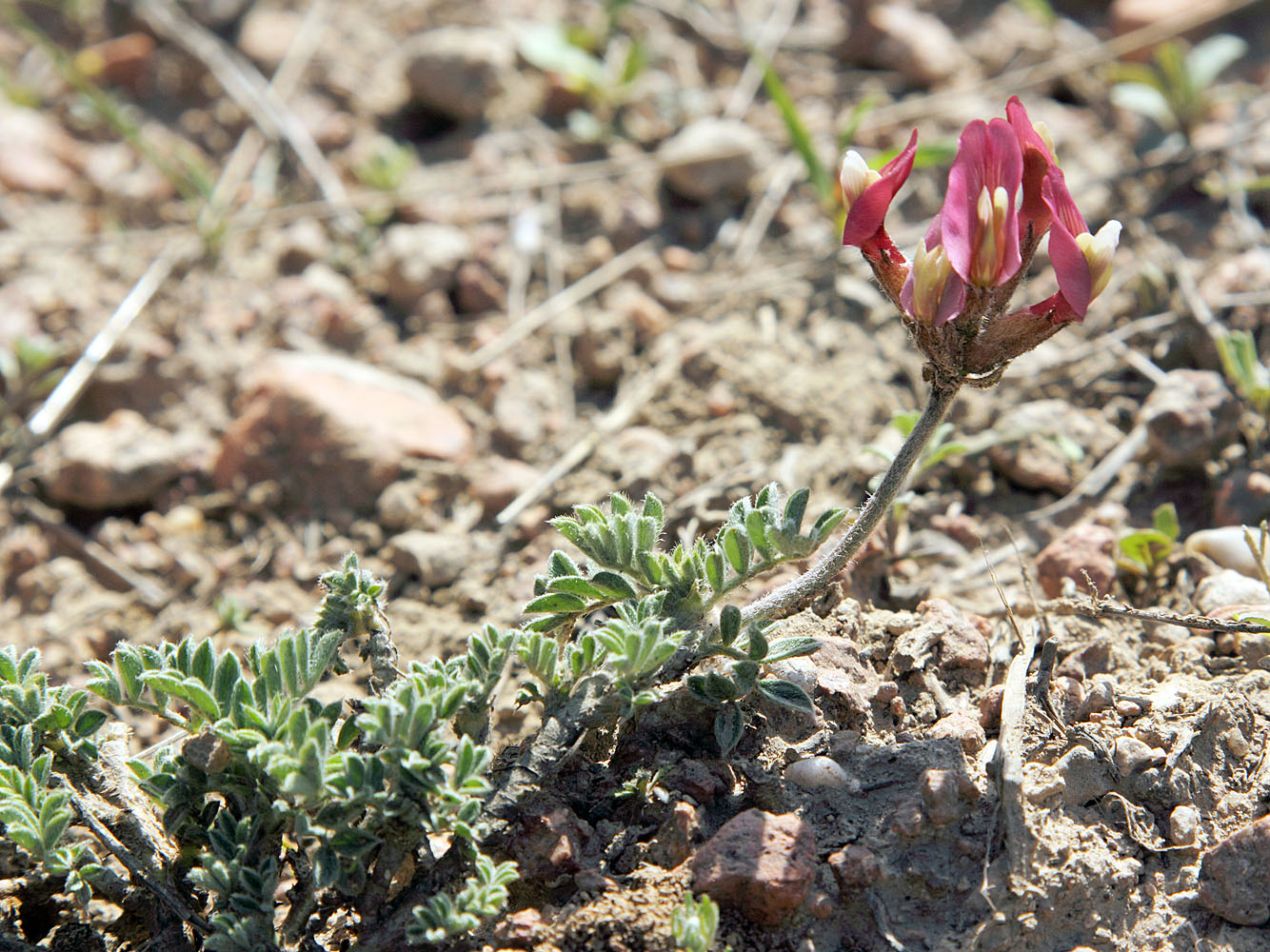 Image of Astragalus dolichocarpus specimen.