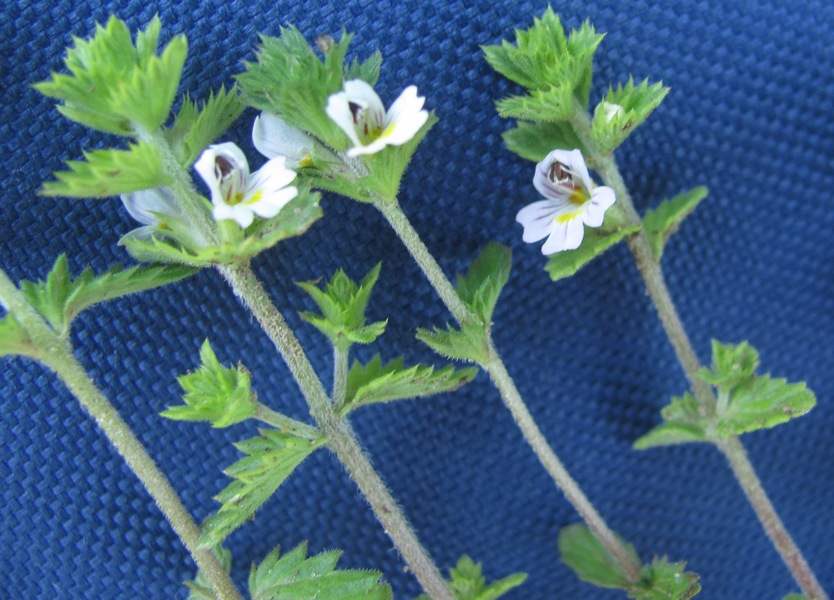 Image of Euphrasia vernalis specimen.