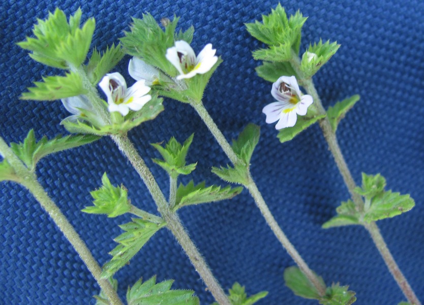 Image of Euphrasia vernalis specimen.