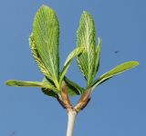 Viburnum sieboldii