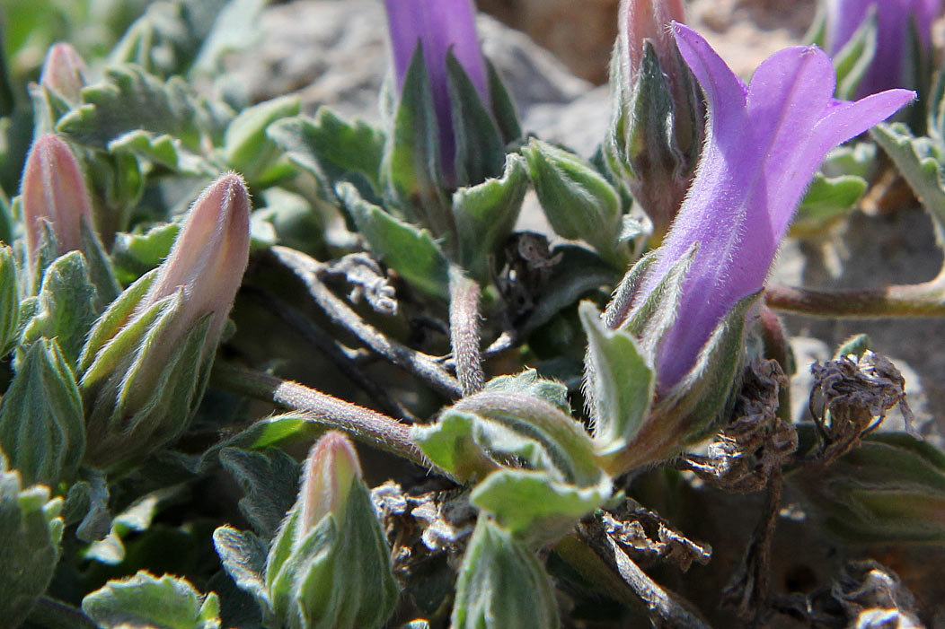 Изображение особи Campanula anchusiflora.