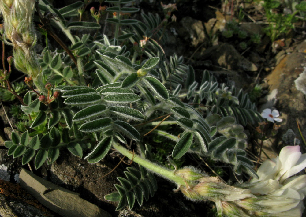Image of Hedysarum turczaninovii specimen.