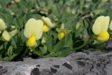 Lotus maritimus. Цветки. Германия, г. Дюссельдорф, Ботанический сад университета. 04.05.2014.