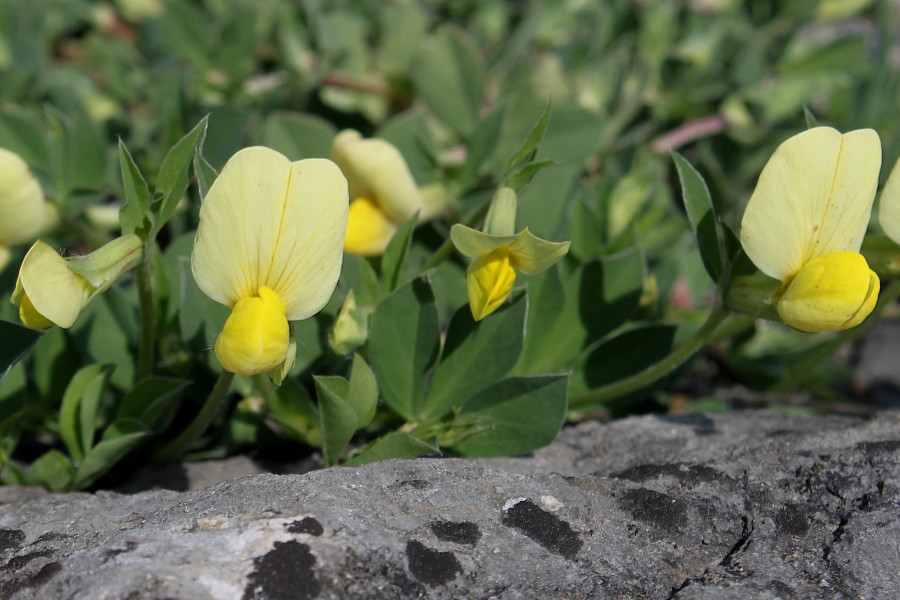 Image of Lotus maritimus specimen.