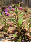 Pulmonaria obscura