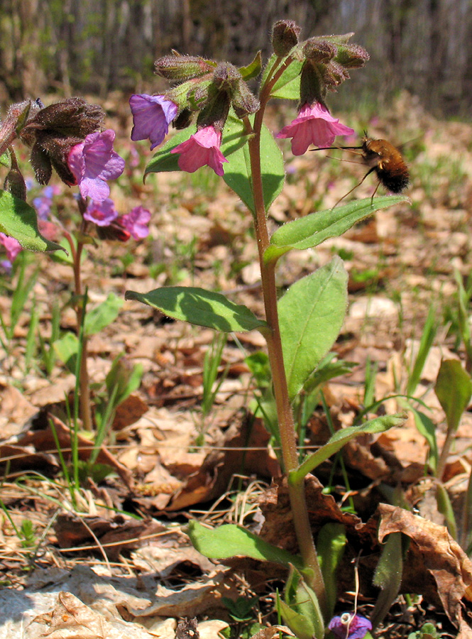 Изображение особи Pulmonaria obscura.