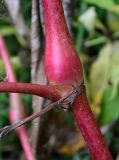 Persicaria lapathifolia