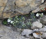 Draba ossetica