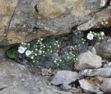 Draba ossetica. Расцветающее растение. Кабардино-Балкария, Зольский р-н, плато Канжол, 2800 м н.у.м. 07.06.2014.