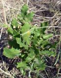 Quercus pubescens. Молодое растение. Южный берег Крыма, окр. Алушты, шибляк на склоне приморского холма. 22 августа 2013 г.