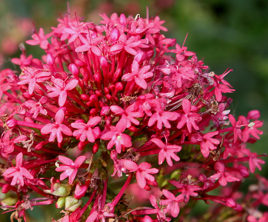 Image of Centranthus ruber specimen.