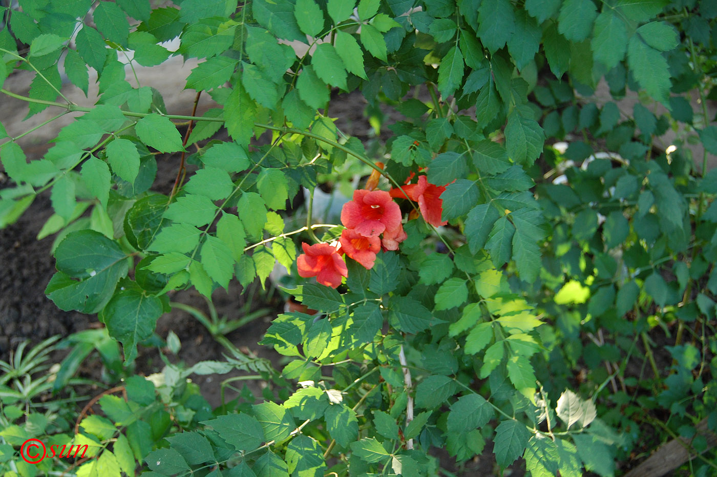 Изображение особи Campsis radicans.
