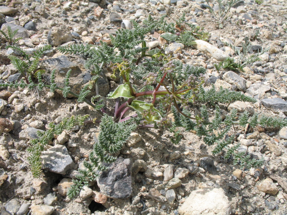 Image of Schrenkia turkestanica specimen.