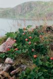 Rubus chamaemorus