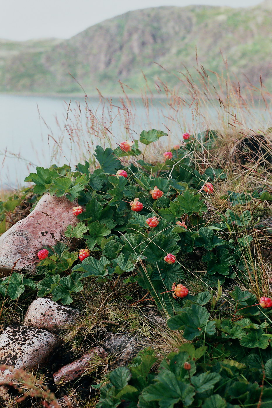 Изображение особи Rubus chamaemorus.