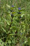 Gentiana cruciata