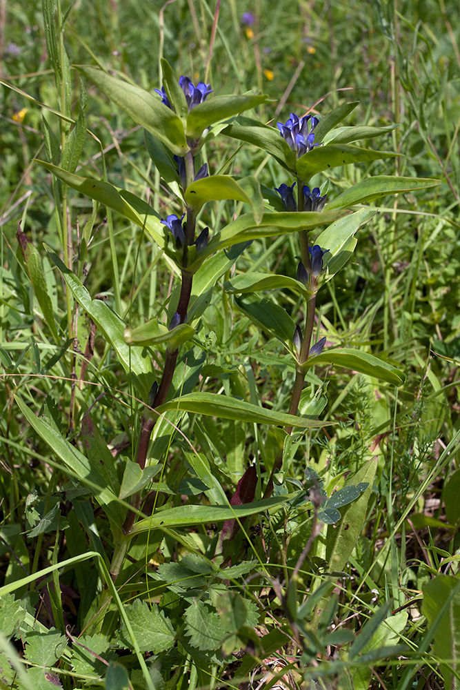 Изображение особи Gentiana cruciata.