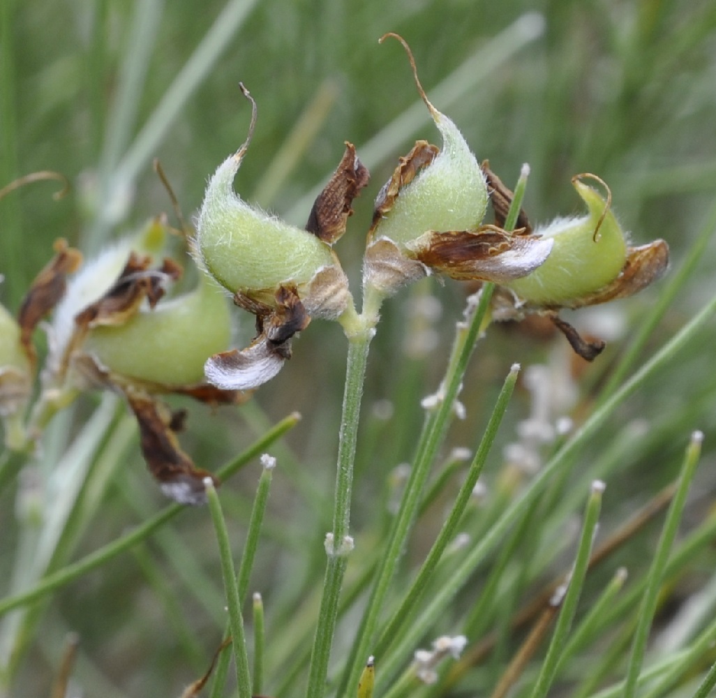 Изображение особи Genista radiata.