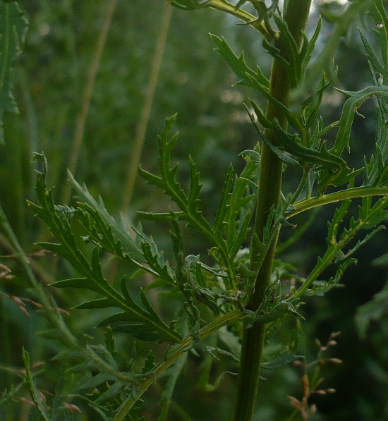 Image of Tanacetum vulgare specimen.
