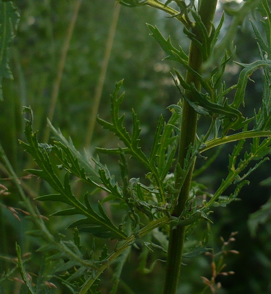 Изображение особи Tanacetum vulgare.