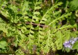 Phacelia tanacetifolia