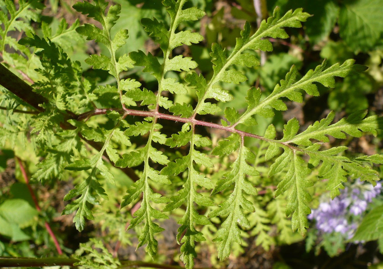 Изображение особи Phacelia tanacetifolia.