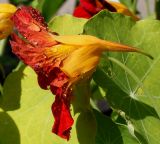 Tropaeolum majus