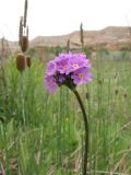 Primula longiscapa. Верхушка цветущего растения. Казахстан, Сев. Тянь-Шань, пойма р. Чарын на входе в хр. Торайгыр, урочище Куртогай. 20 мая 2014 г.