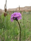 Primula longiscapa