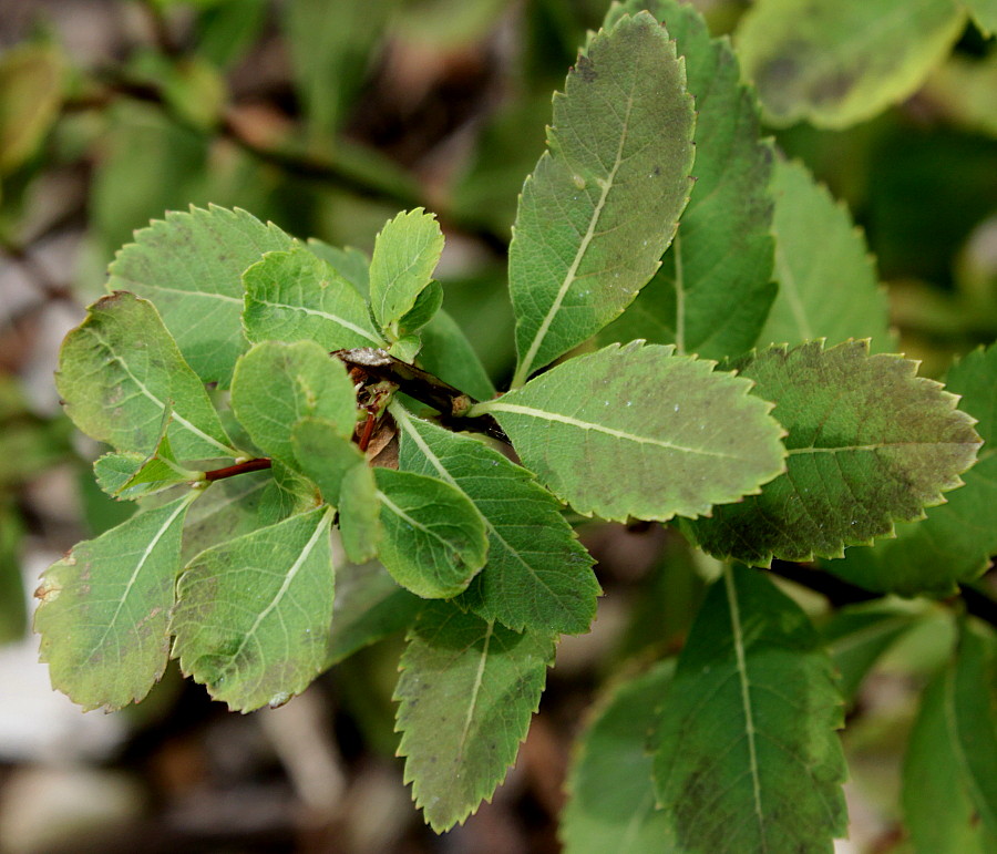 Изображение особи Spiraea latifolia.