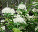 род Spiraea