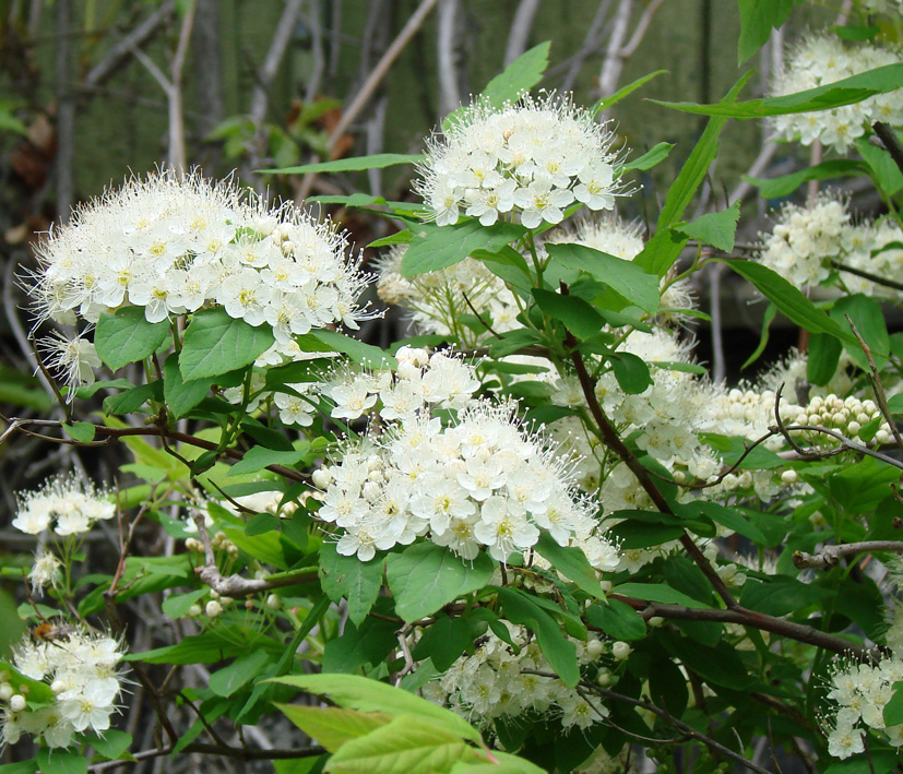 Image of genus Spiraea specimen.