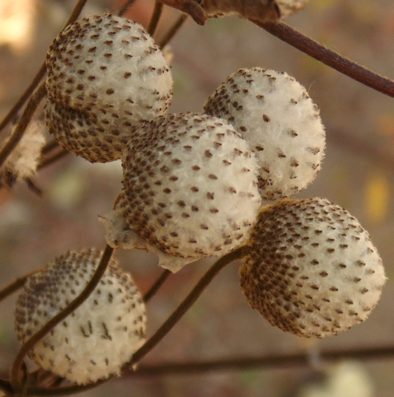 Image of Anemone hupehensis specimen.