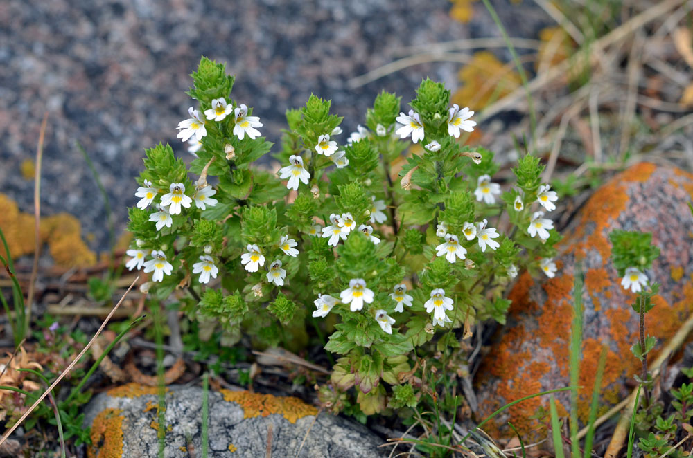 Изображение особи Euphrasia pectinata.