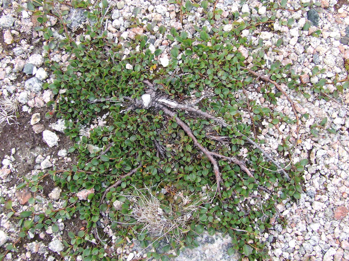 Image of Salix nummularia specimen.