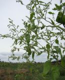 Atriplex hortensis. Плодоносящее растение-самосевка на огороде. Краснодарский край, Кущёвский р-н, станица Шкуринская. 12.08.2009.